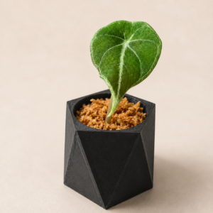 3D-gedruckter Selbstbewässerungstopf – 6 cm