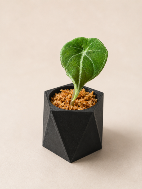 3D-gedruckter Selbstbewässerungstopf – 6 cm