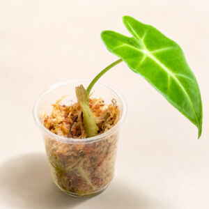 Alocasia Frydek – Babyplant