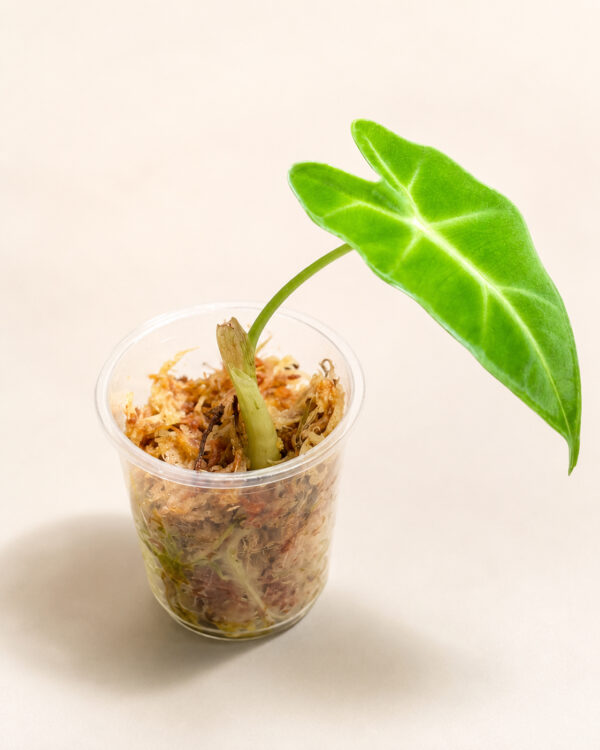 Alocasia Frydek – Babyplant
