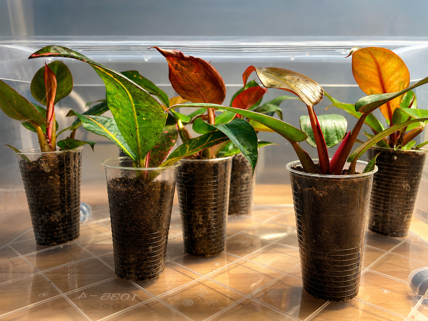 Plantsyra Pflanzenzucht mit Philodendron Prince of Orange
