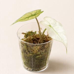 Alocasia Polly Pink Variegata – Babyplant
