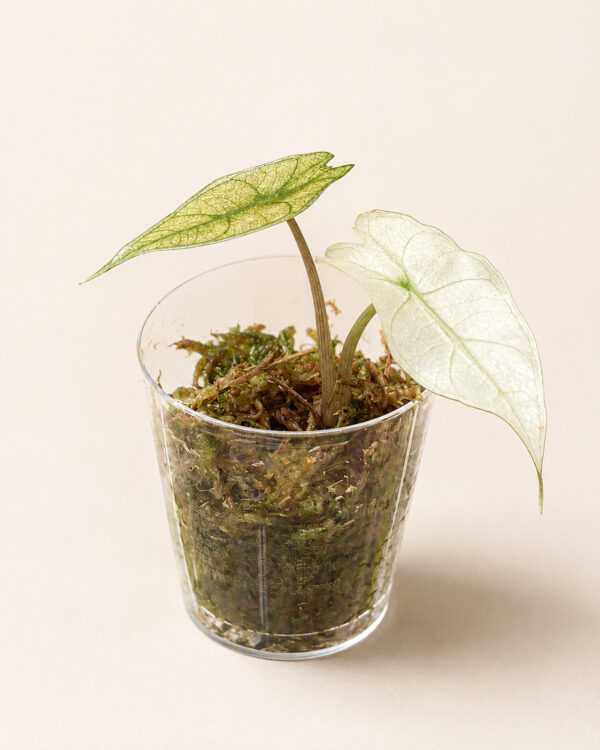 Alocasia Polly Pink Variegata – Babyplant