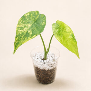 Alocasia Variegata – Babyplant