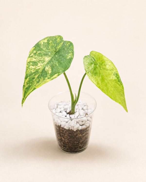 Alocasia Variegata – Babyplant