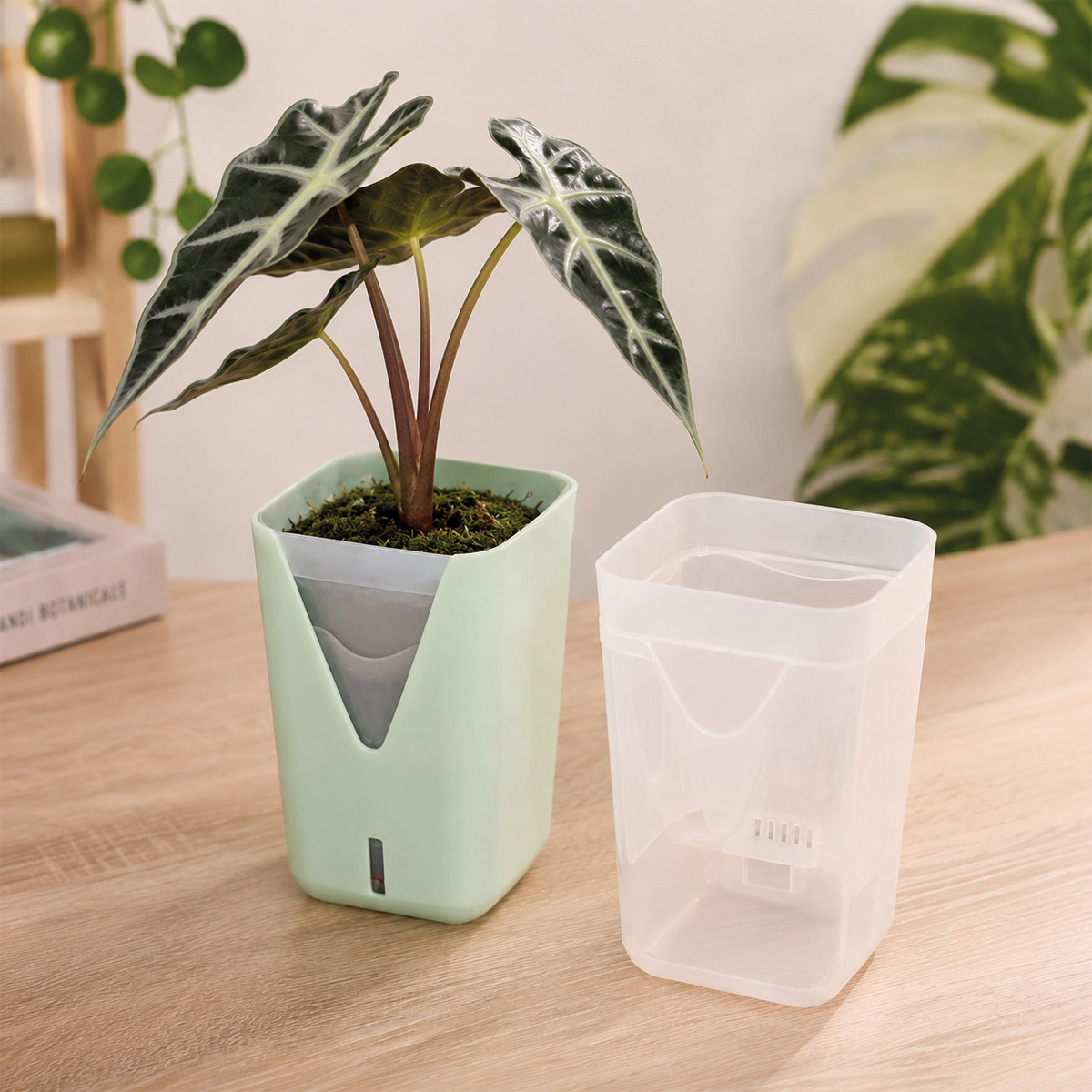 Plantsyra Vela mit Alocasia im ClearCup