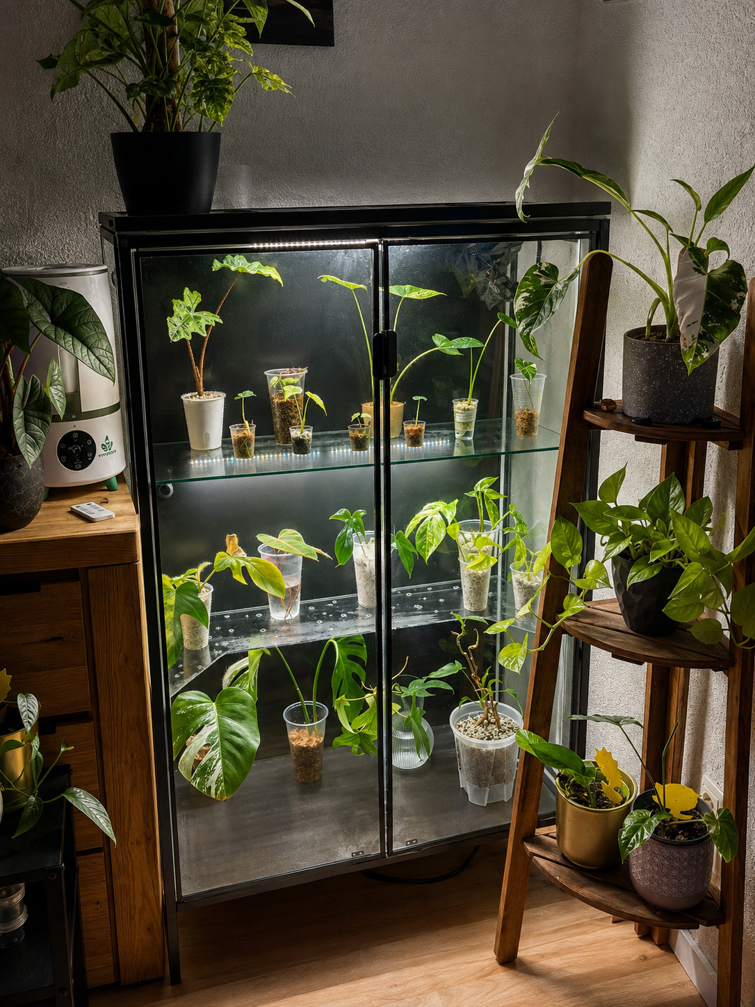 Plantsyra Zuchtvitrine mit Jungpflanzen